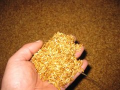 糧食中的真菌毒素怎么檢測？